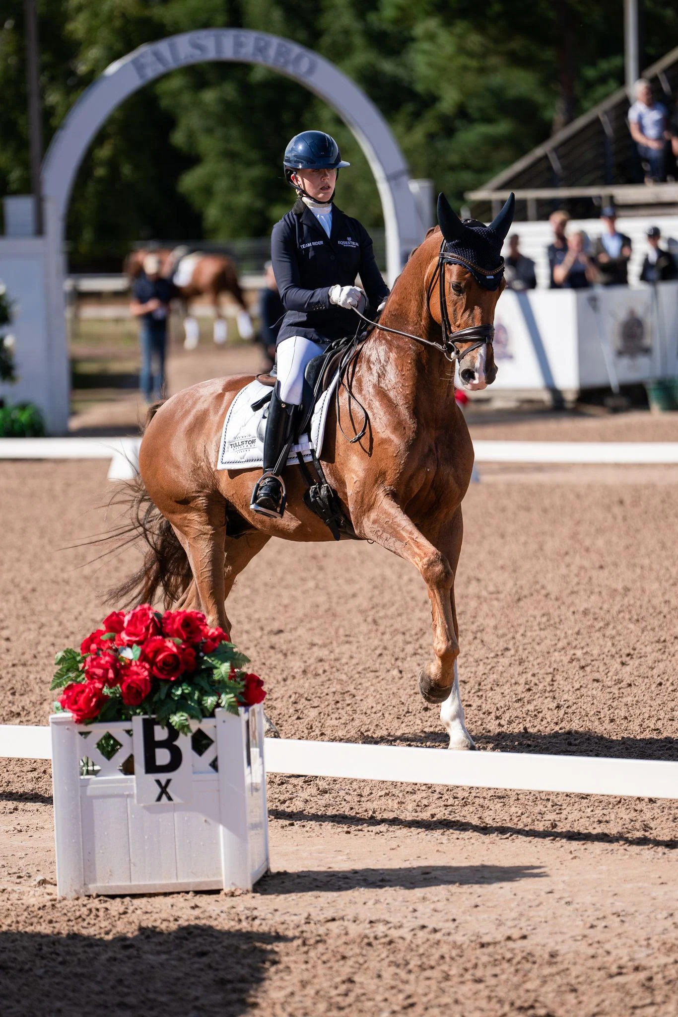Dalton de Prepinson competing in dressage at Falsterbo
