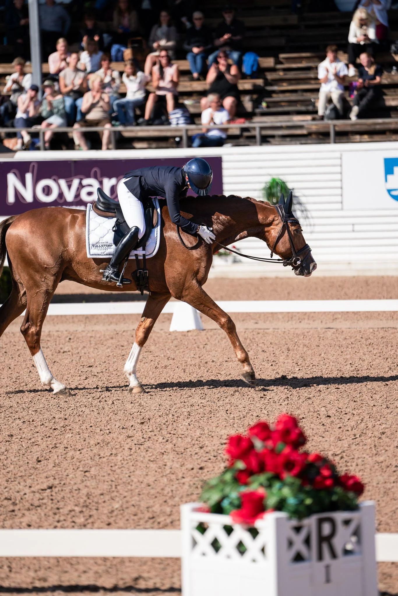 Dalton de Prepinson and his rider at the end of their test at Falsterbo