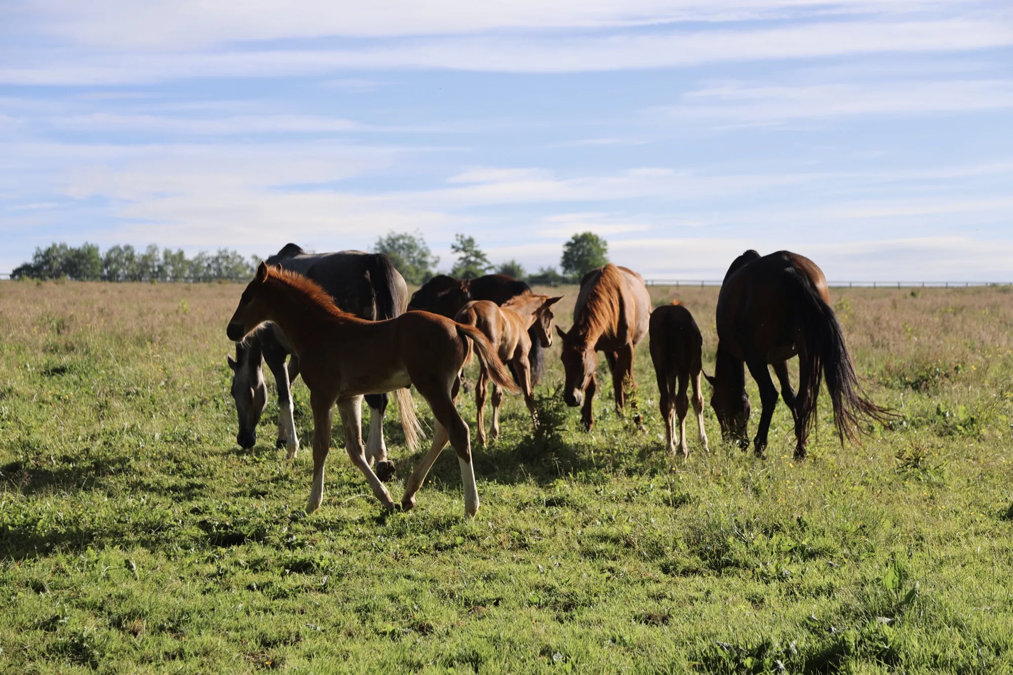 Mares and foals grazing in the Prepinson pastures