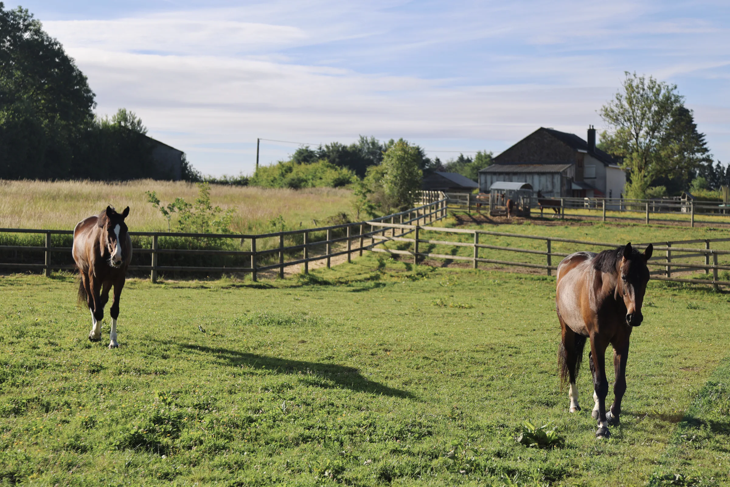 Horses in fenced green paddocks at Prepinson
