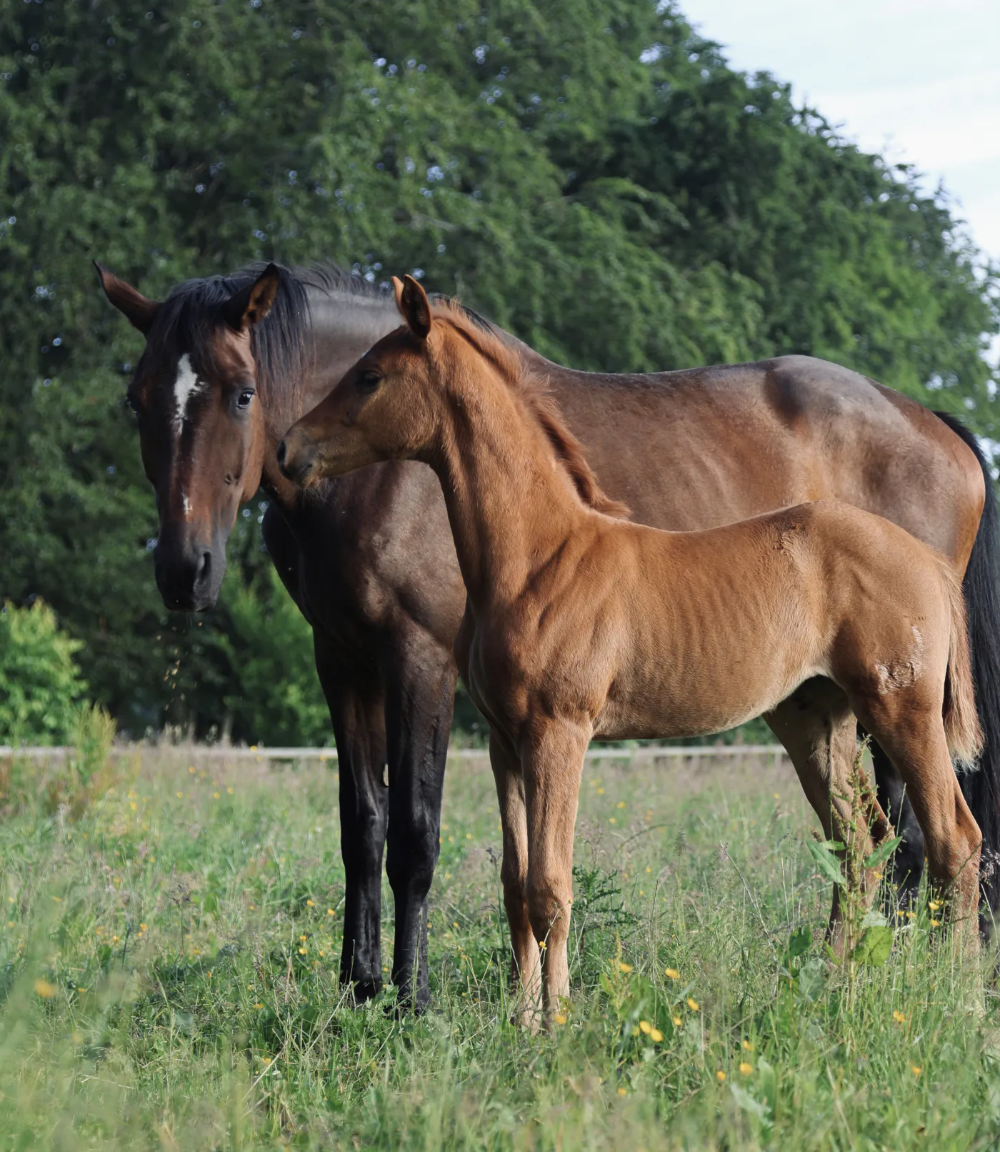 Mare and foal in a meadow