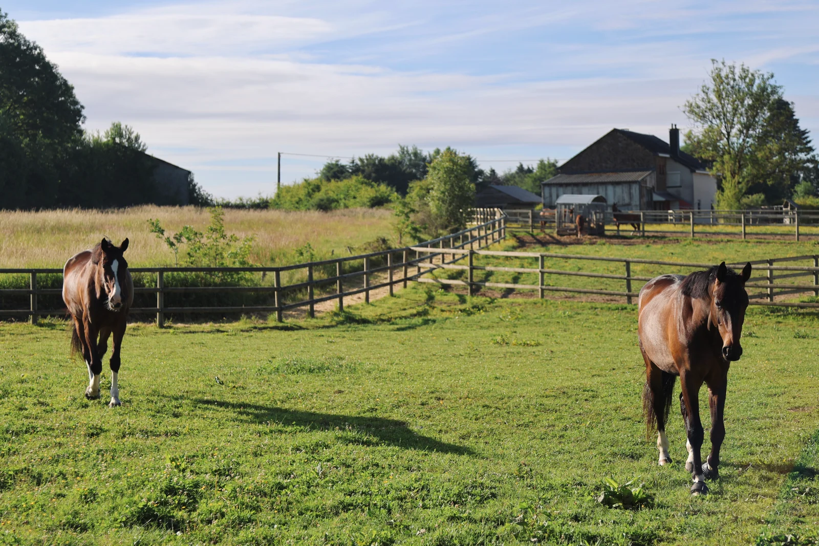 Horses in the Prepinson paddocks