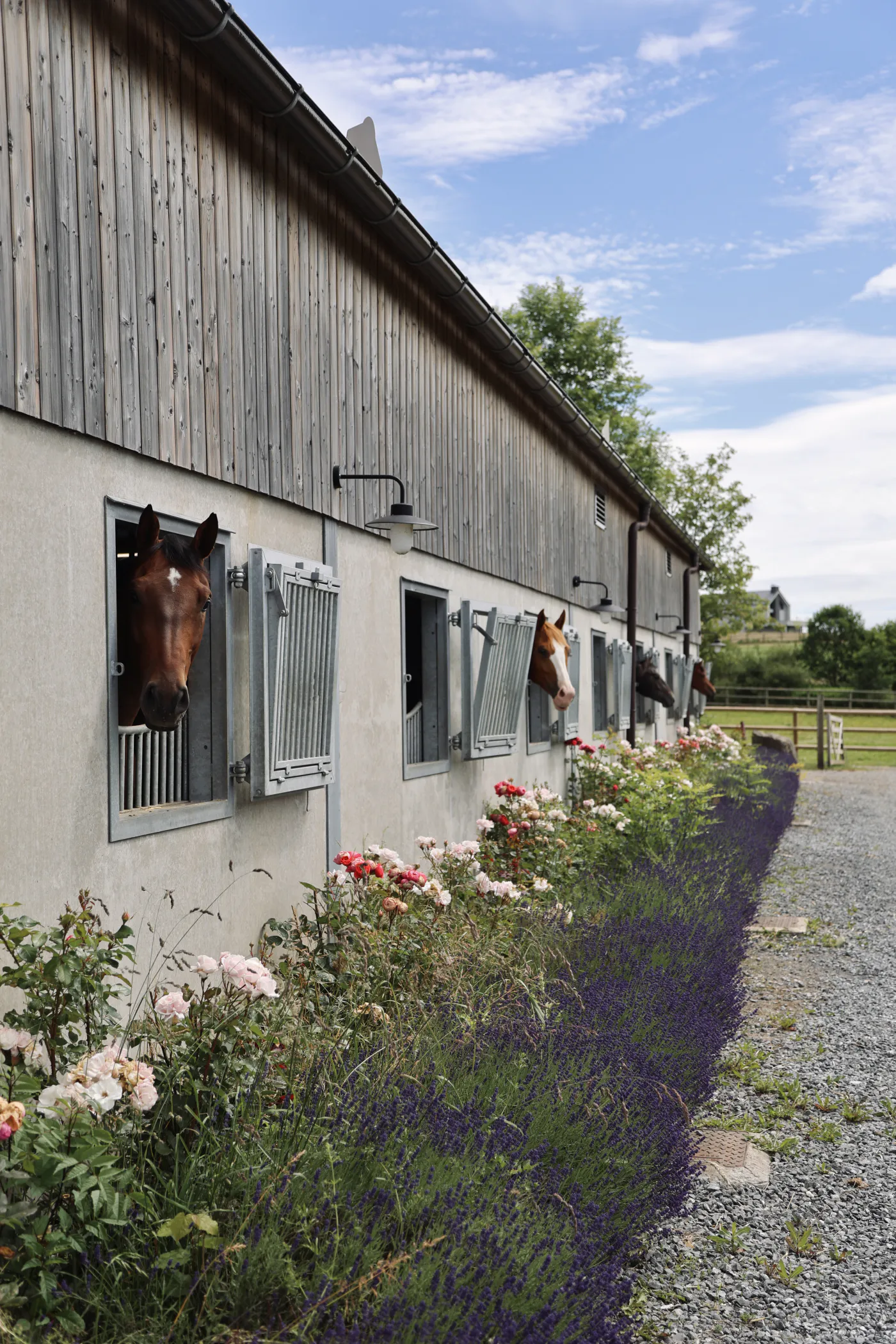 Horses at the windows of flower-lined stables