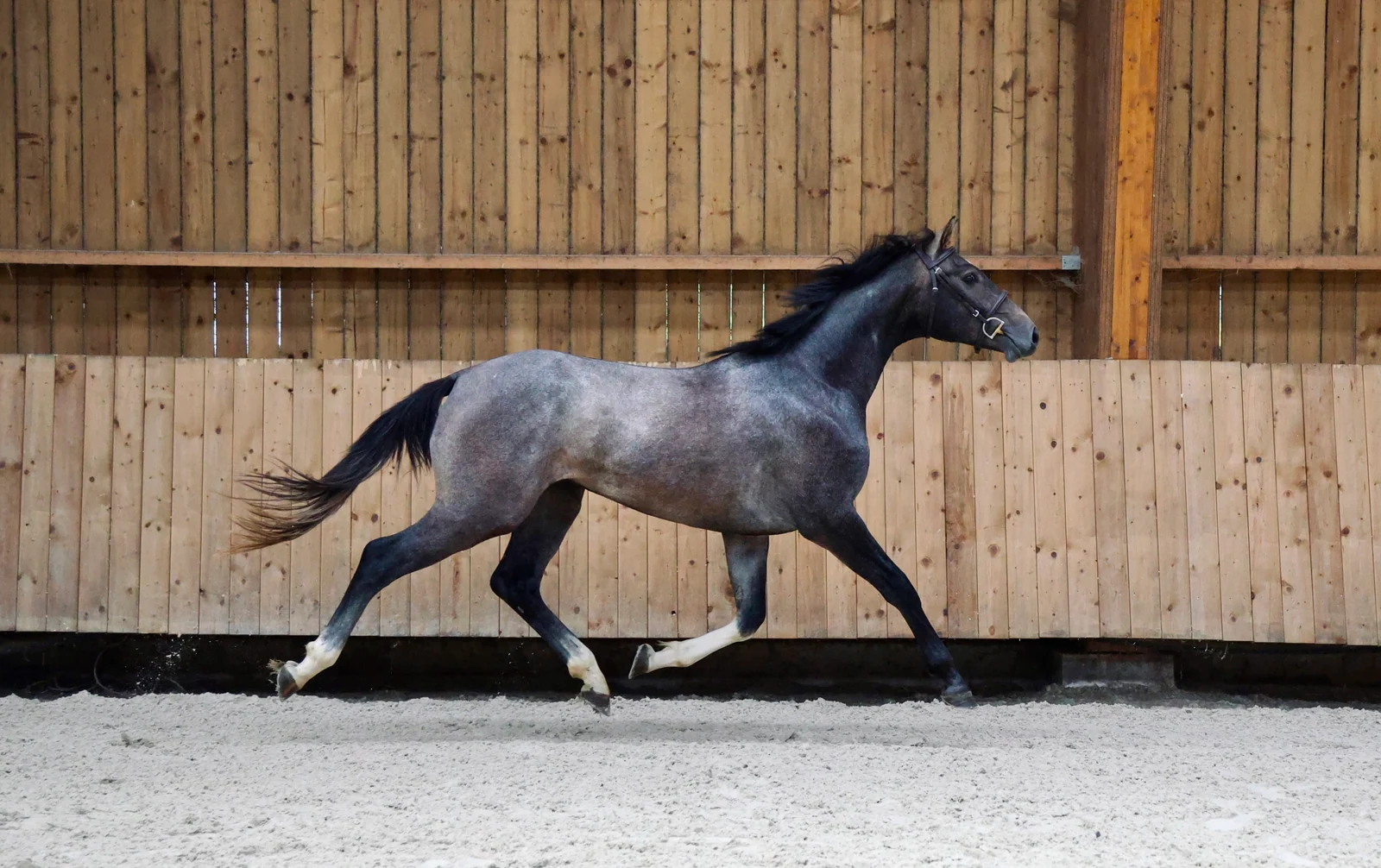 A young grey horse in the indoor arena